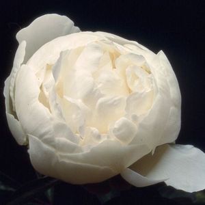 PIVOINE CLAUDE TAIN 40 Fl de France